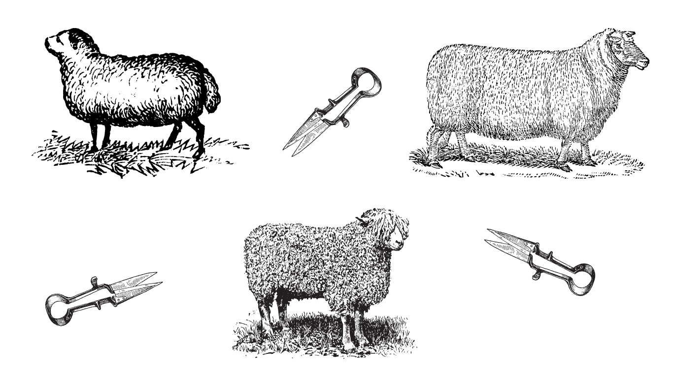 All About Sheep