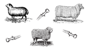 All About Sheep